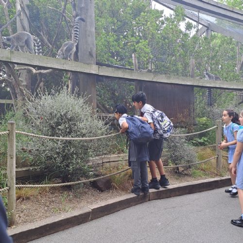 Year 4 Zoo Trip