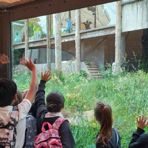 Year 4 Zoo Trip