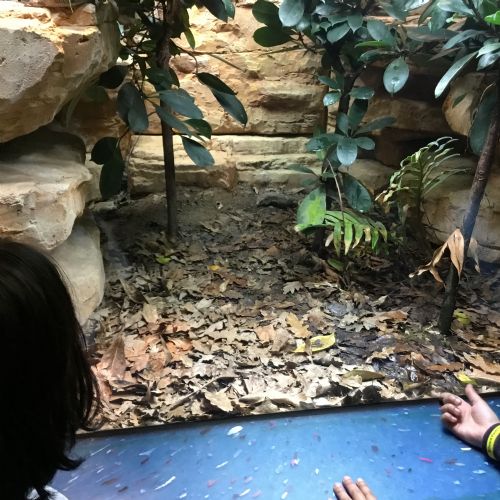 Year 4 Zoo Trip