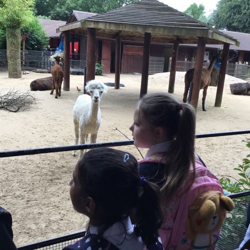 Year 4 Zoo Trip
