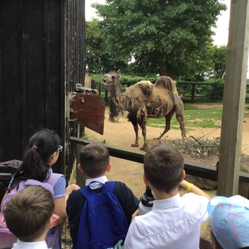 Year 4 Zoo Trip