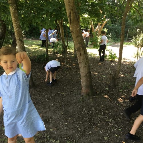 Year 2, investigating plants