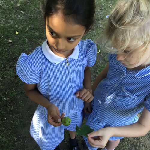 Year 2, investigating plants