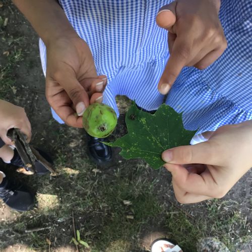 Year 2, investigating plants