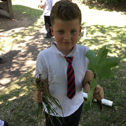 Year 2, investigating plants
