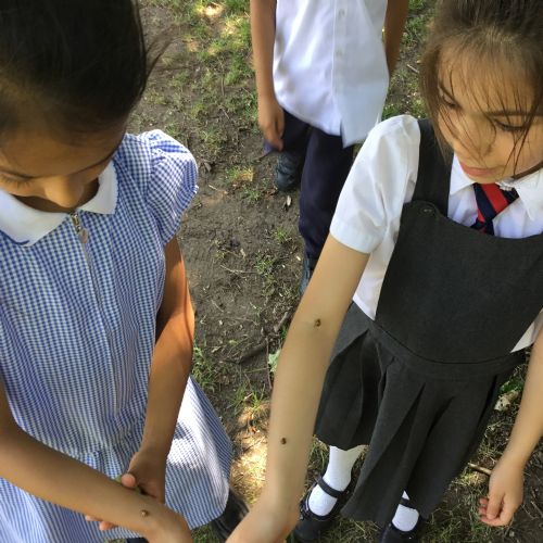 Year 2, investigating plants